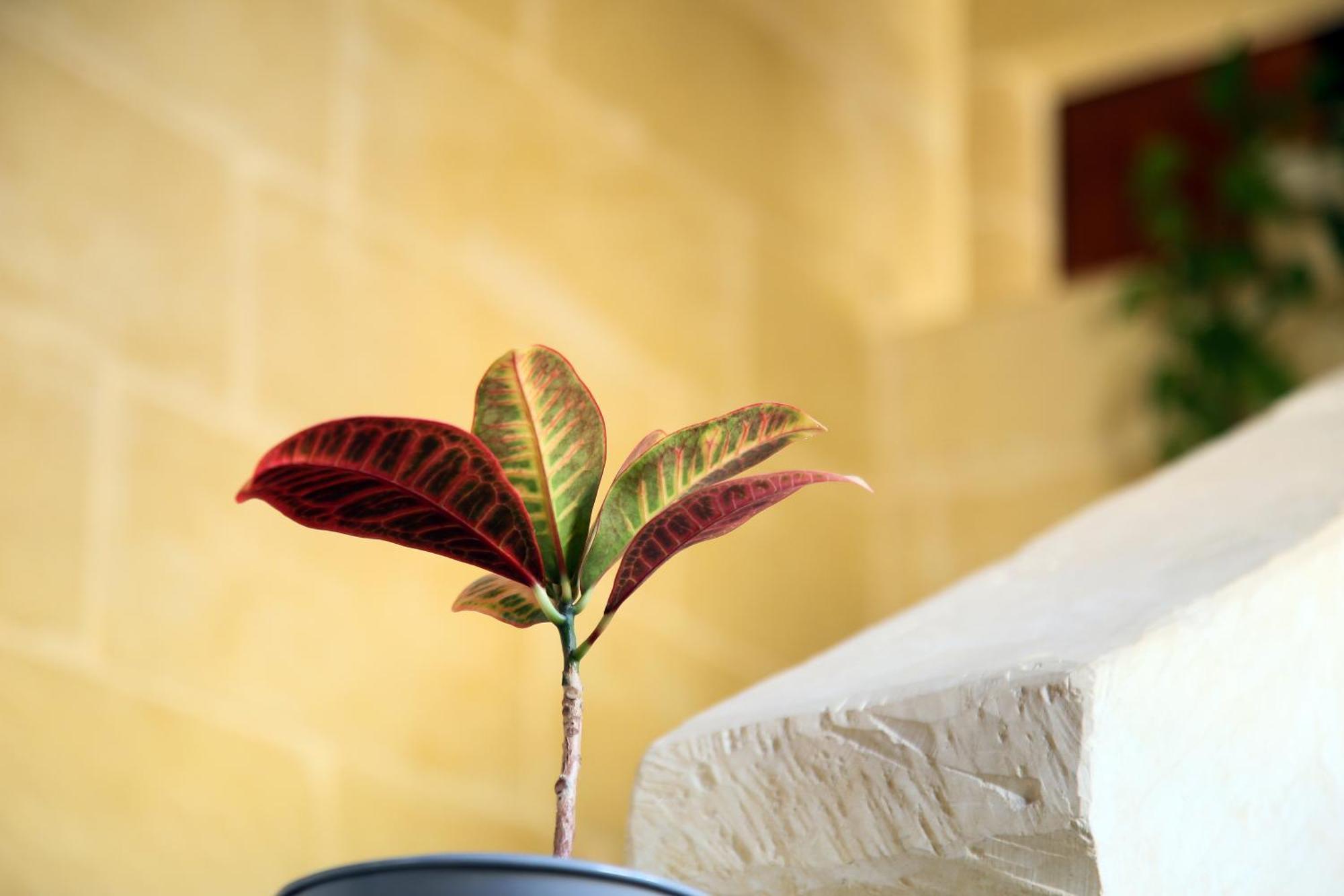 A La Maison B&B Xagħra Exteriér fotografie